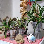 Lacco Terrace Solarium فيلة